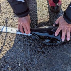 三重県錦（坂口渡船）でグレ釣り